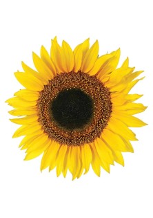 Sunflower αυτοκόλλητα τοίχου βινυλίου ANGO