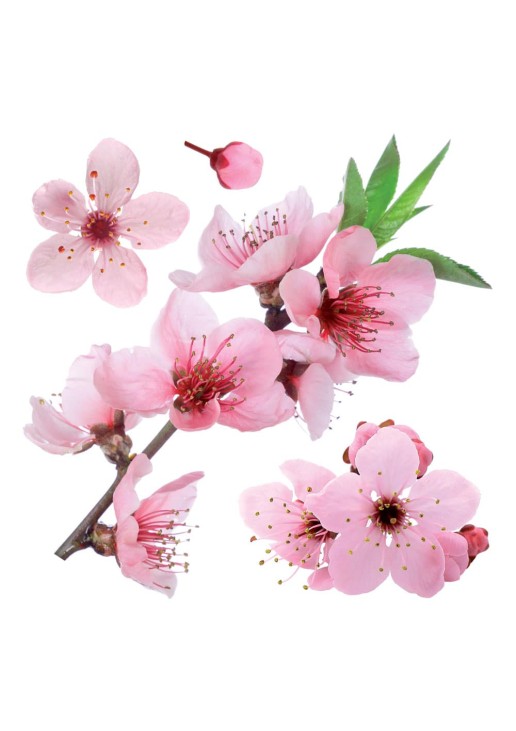 Cherry Blossom αυτοκόλλητα τοίχου βινυλίου ANGO