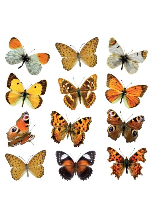 Butterflies αυτοκόλλητα τοίχου M ANGO