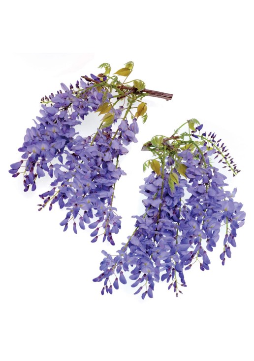 Wisteria αυτοκόλλητα βινυλίου για τζάμι ANGO