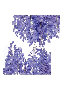 Wisteria αυτοκόλλητα βινυλίου για τζάμι ANGO