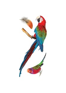 Parrots αυτοκόλλητα βινυλίου για τζάμι S ANGO