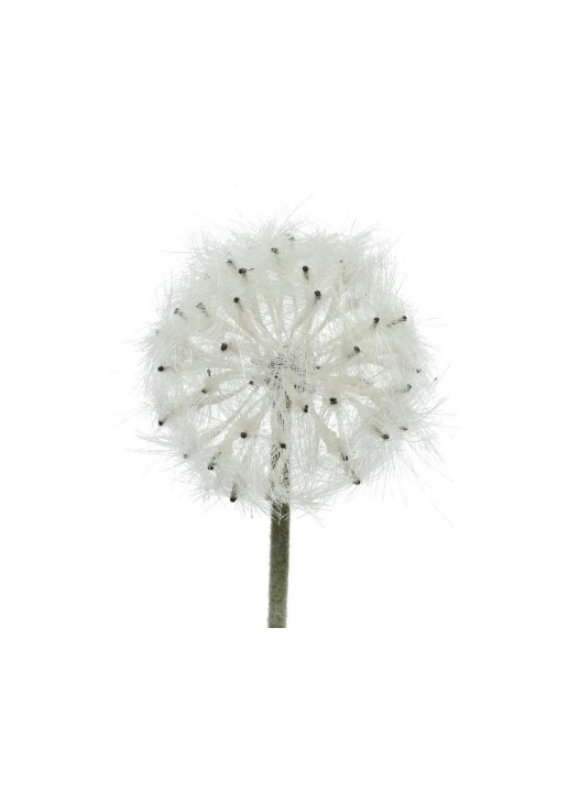 Beauty Home ΛΟΥΛΟΥΔΙ 50CM