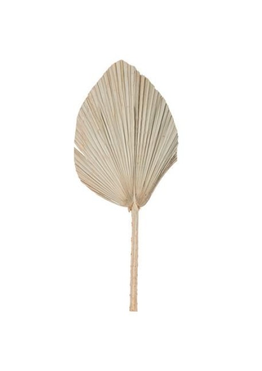 Beauty Home ΦΥΛΛΑ ΠΑΛΜΑ 60 x 30 cm