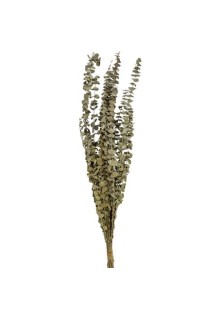 Beauty Home ΑΠΟΞΗΡΑΜΕΝΟΣ ΕΥΚΑΛΥΠΤΟΣ 66CM