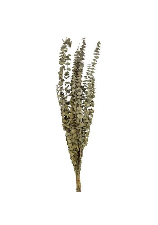 Beauty Home ΑΠΟΞΗΡΑΜΕΝΟΣ ΕΥΚΑΛΥΠΤΟΣ 66CM