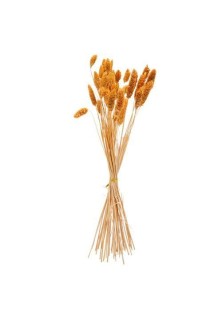 Beauty Home ΜΠΟΥΚΕΤΟ Phalaris ΜΟΥΣΤΑΡΔΙ 60cm – 50 ΤΜΧ