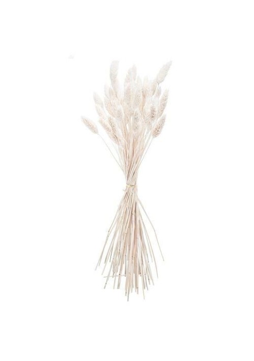 Beauty Home ΜΠΟΥΚΕΤΟ Phalaris ΦΥΣΙΚΗ 60cm – 50 ΤΜΧ