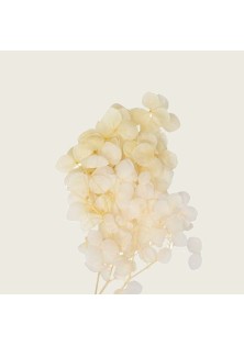 Beauty Home ΜΙΝI HYDRANGEA ΕΚΡΟΥ 7 cm x 8 cm
