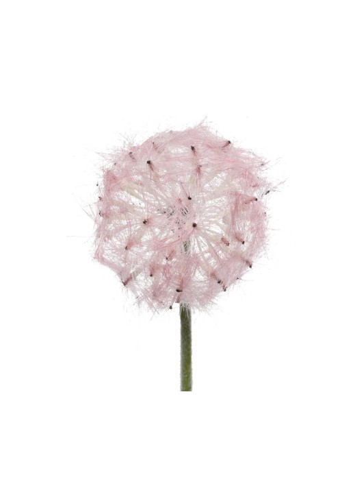 Beauty Home ΛΟΥΛΟΥΔΙ 50 CM