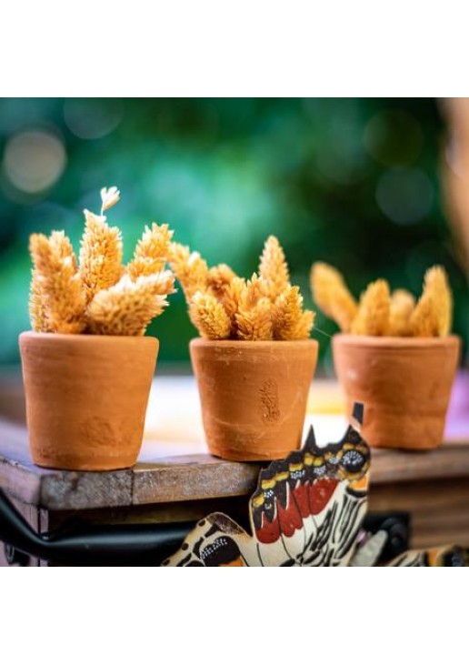 Beauty Home ΠΥΛΙΝΟ ΚΑΣΠΩ 5.5 X 5CM