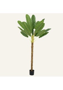 Beauty Home Φυτό Μπανάνας σε Γλάστρα 280cm