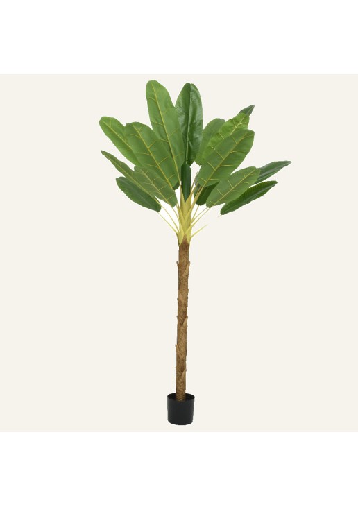 Beauty Home Φυτό Μπανάνας σε Γλάστρα 280cm