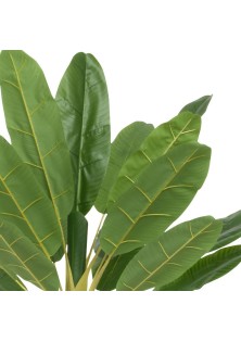Beauty Home Φυτό Μπανάνας σε Γλάστρα 280cm