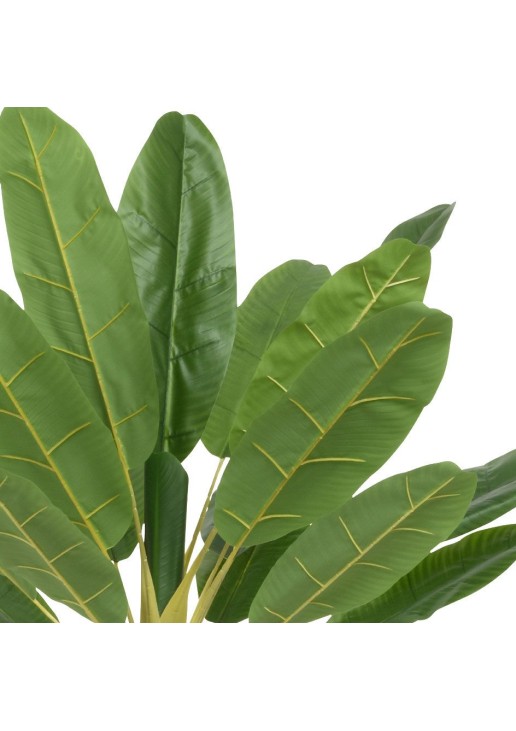 Beauty Home Φυτό Μπανάνας σε Γλάστρα 280cm